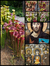 Load image into Gallery viewer, Black Friday bee-pollinated Sarracenia seeds ... 66.6% off!