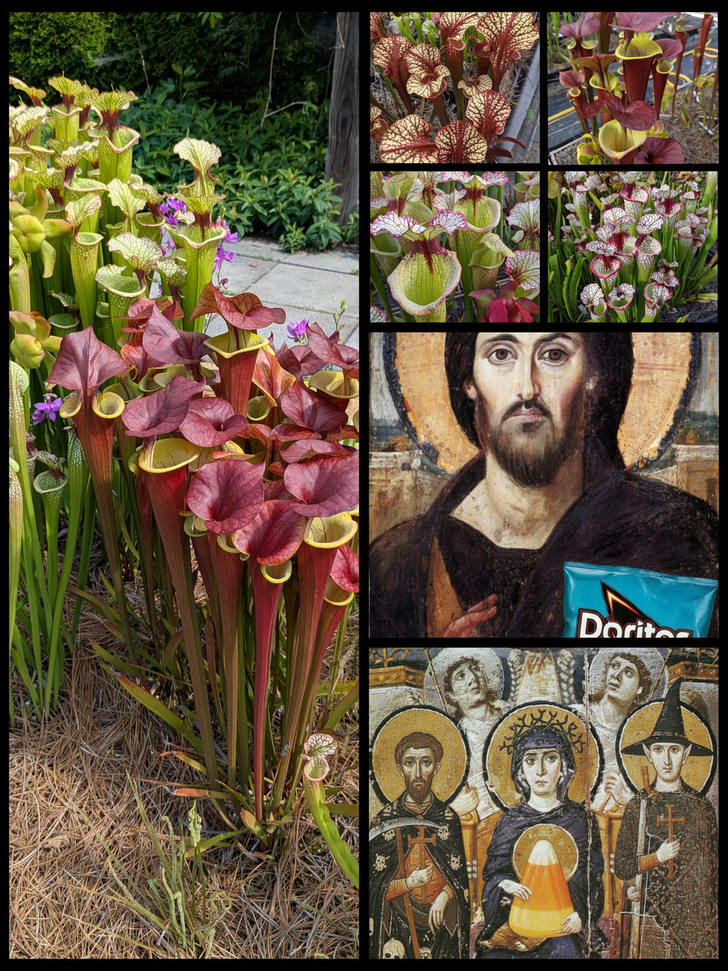 Black Friday bee-pollinated Sarracenia seeds ... 66.6% off!