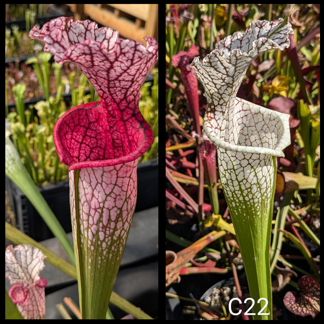 red lip flower seeds Sarracenia (leucophylla 'Purple Lips' x leucophylla “Liberty”) x “Bico – Flytrap King