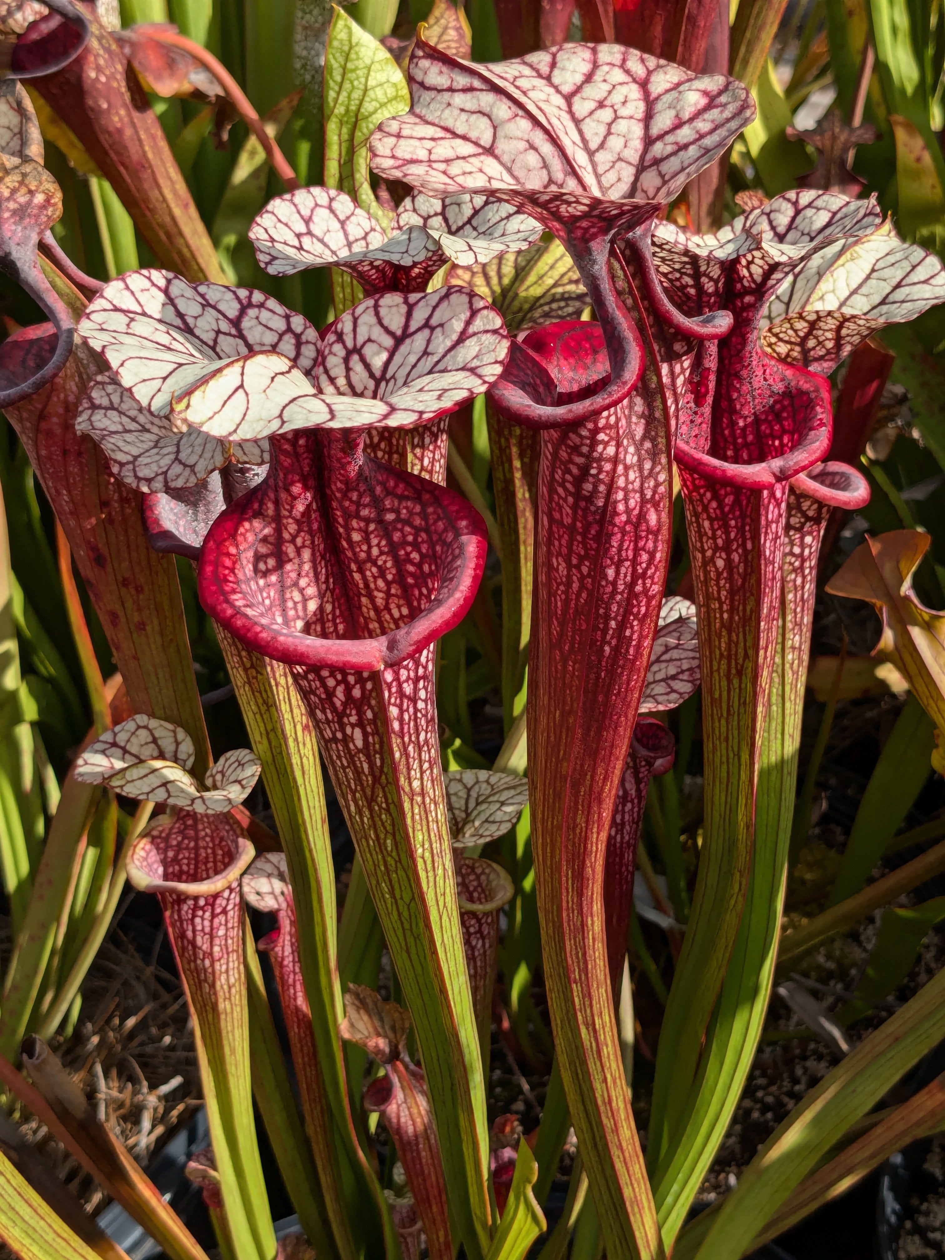 Sarracenia (Purple Lips x flava var ornata) x 'Adrian Slack