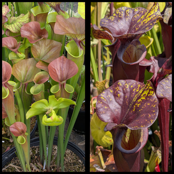 Sarracenia flava var. cuprea x flava var. rubricorpora “Special Dark” seeds