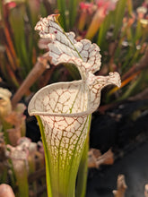 Load image into Gallery viewer, Wholesale Sarracenia hybrid supermix 20 count