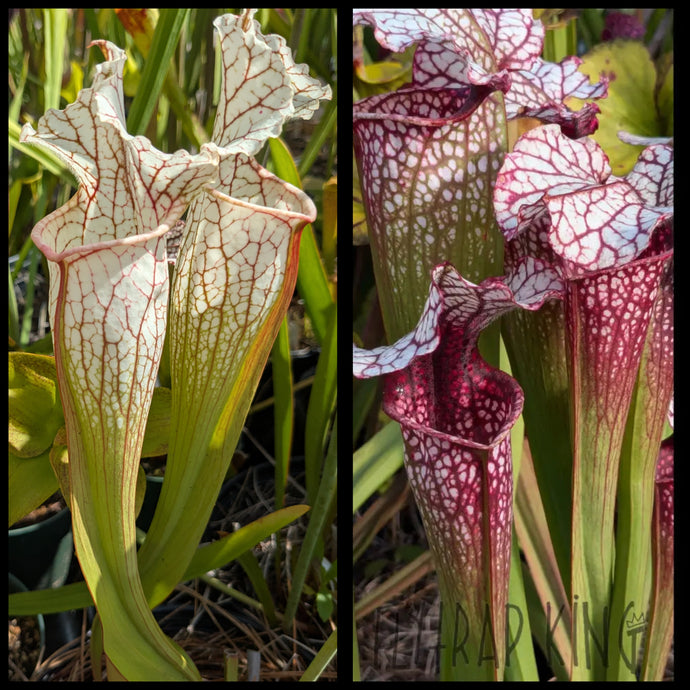 Sarracenia 