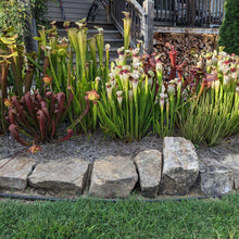 Load image into Gallery viewer, Black Friday bee-pollinated Sarracenia seeds ... 66.6% off!