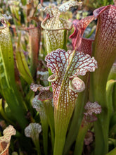 Load image into Gallery viewer, Wholesale Sarracenia hybrid supermix 20 count