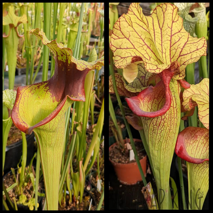 Sarracenia 