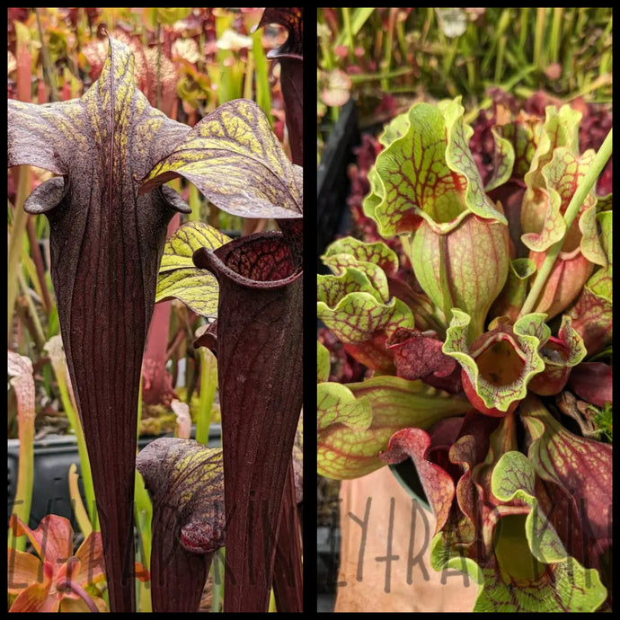 Sarracenia 'Black Widow’ x purpurea ssp. venosa “Tatnall” seeds
