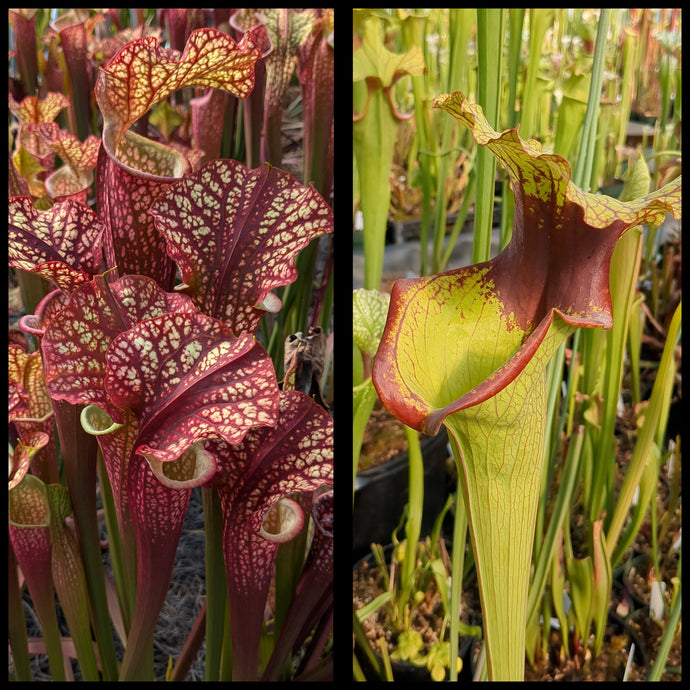 Sarracenia 'Dragon Queen' x 