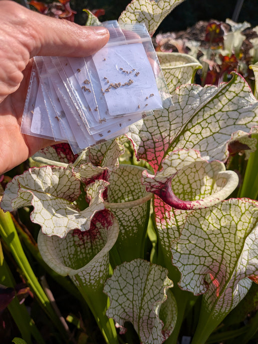 Sarracenia Seed Mix – Flytrap King
