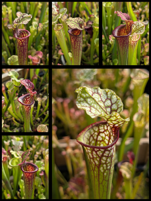 Sarracenia ‘Saurus’ x “Toilet Trish” pitcher plant seedlings
