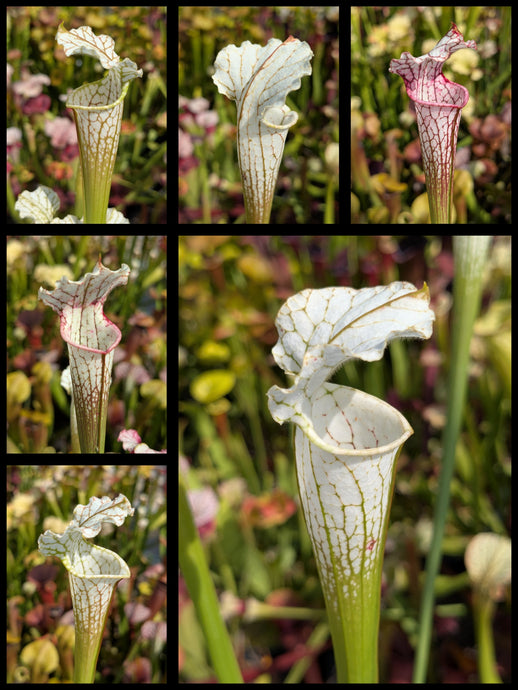 Sarracenia leucophylla var. alba “Solid White” x leucophylla “MKL53” pitcher plant seedlings