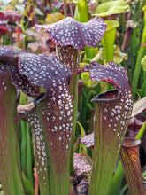 Load image into Gallery viewer, Sarracenia "Prometheus" Pitcher Plant