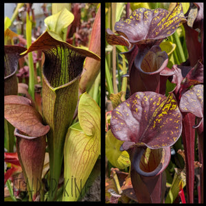 special plants seeds Sarracenia alata "night" x flava "special dark" seeds