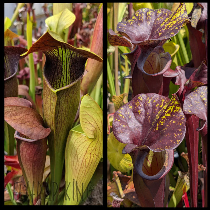 Sarracenia alata 