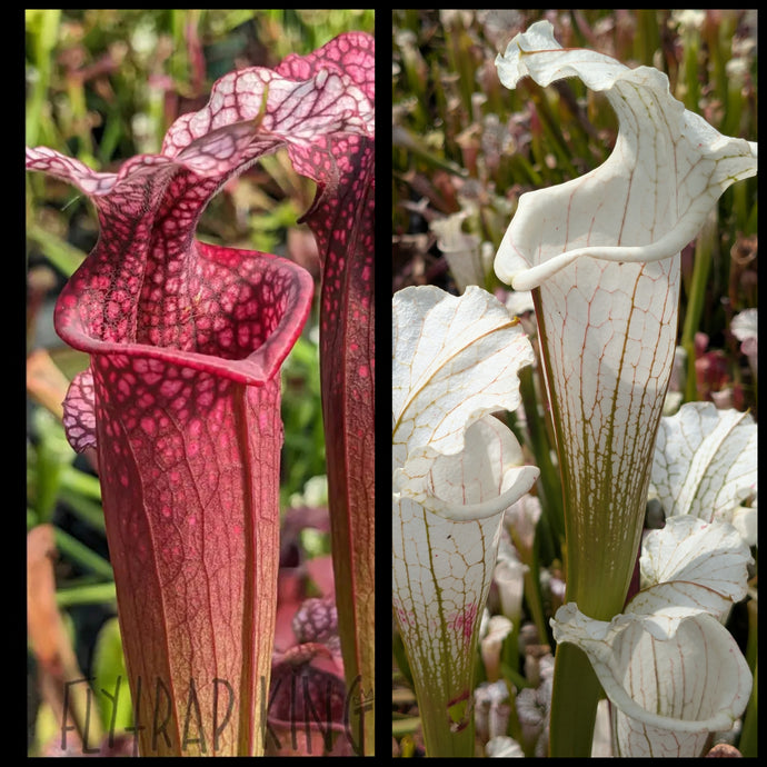 Sarracenia 