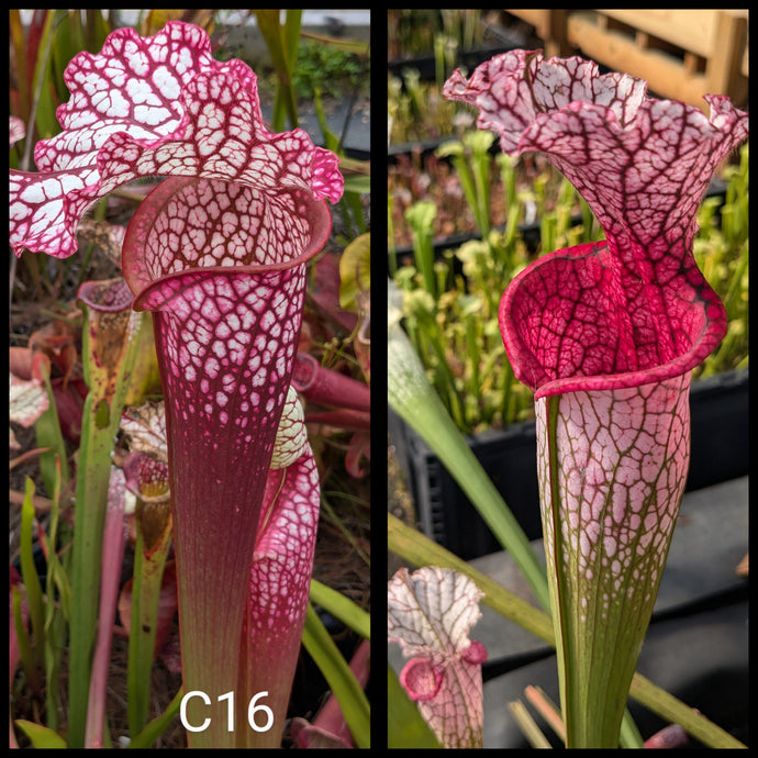 Sarracenia (leucophylla x 'Dragon Queen') x 