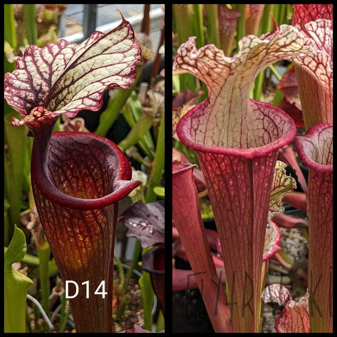 Sarracenia ('Leah Wilkerson' x 'Royal Ruby') x ('Lunchbox' x 