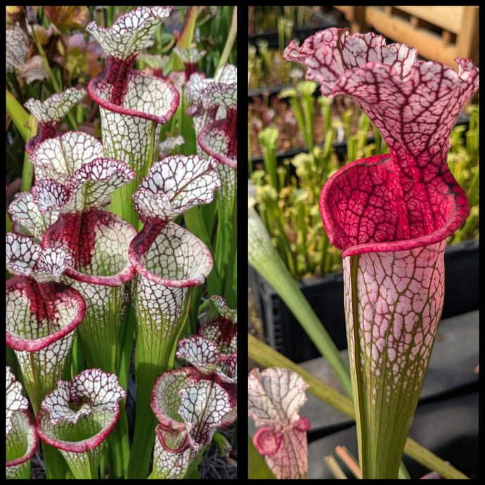 Sarracenia 'Lunchbox' x 