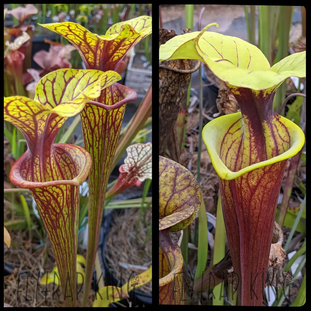 S. flava ’Gulf Coast’ x flava var. rubricorpora ’Vigorous’ seeds