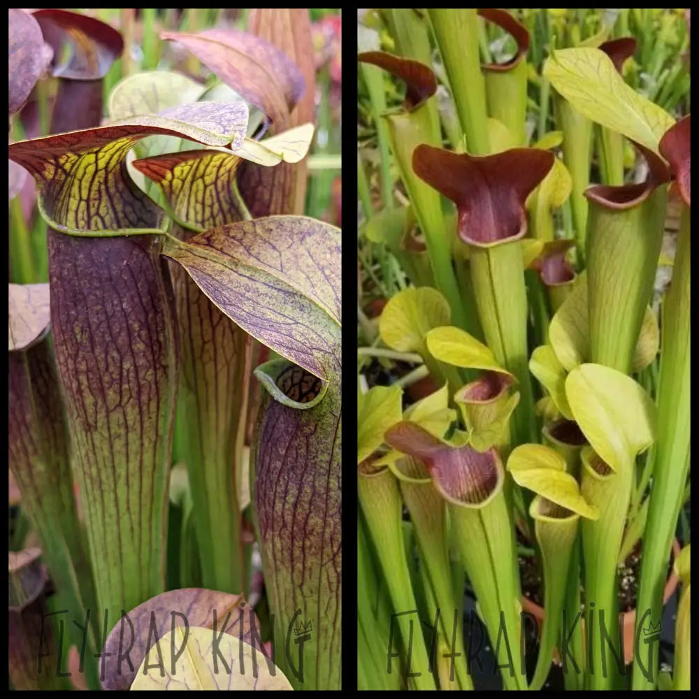 NTX シハ ポラ ポラロイド Sarracenia alata 