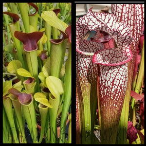 Sarracenia alata “maroon throat” x leucophylla “Franklin A” seeds