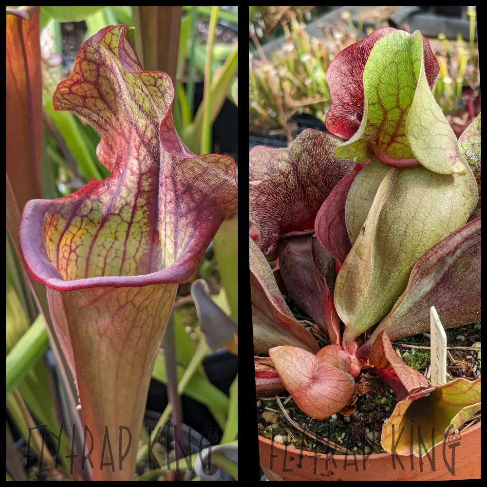 Sarracenia (Bengal Tiger x Redman) x rosea seeds – Flytrap King