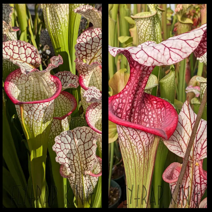 Sarracenia ’Bento’ x ’Caitrin Claire’ seeds