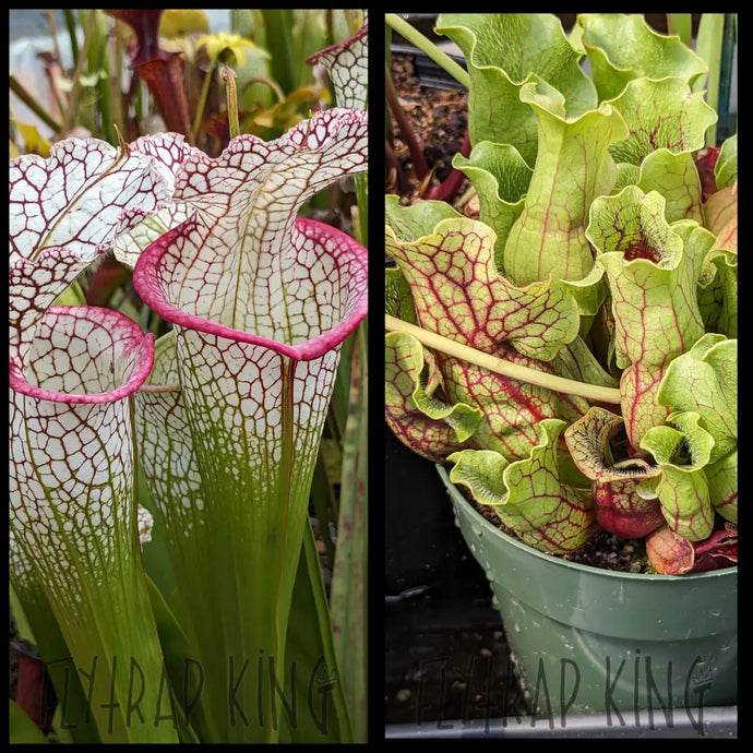 Sarracenia ’Bento’ x purpurea ’Belly of Blood’ seeds
