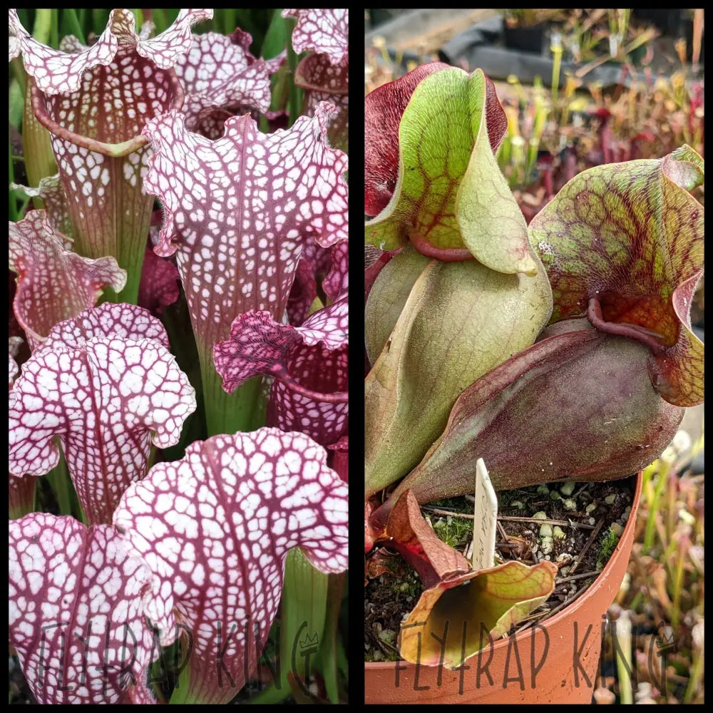 Sarracenia ‘Biggie Shorty’ x rosea seeds