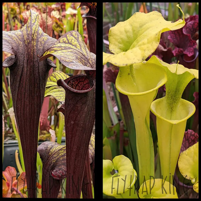 Sarracenia ’Black Widow’ x flava ’All Green NC 8077’’ seeds