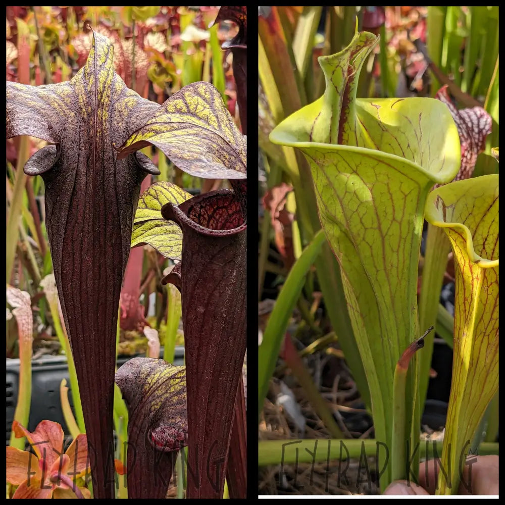 Sarracenia ’Black Widow’ x flava ’F221’’ seeds