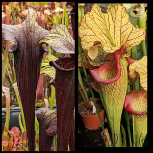 Sarracenia ’Black Widow’ x ’Yellow Hornet’ seeds