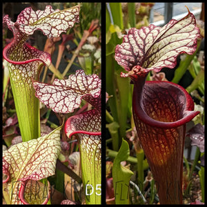 Sarracenia ( Sarracenia (