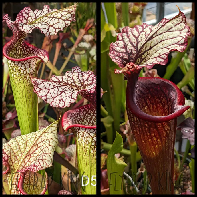 Sarracenia (’Bouquet’ x ’Adrian Slack’) x (’Leah Wilkerson’ x ’Royal Ruby’) seeds
