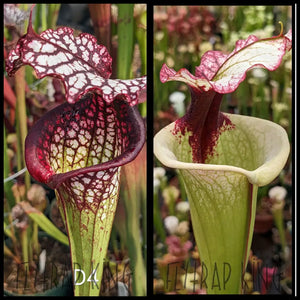 Sarracenia (’Bouquet’ x ’Lunchbox’) x ’Legacy’ seeds