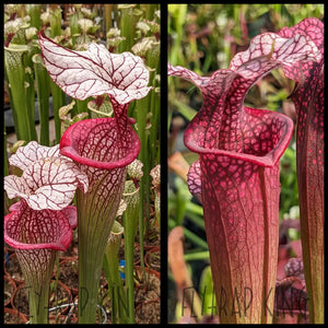 Sarracenia ’Caitrin Claire’ x ’Ellie Wang’ seeds