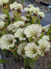 Load image into Gallery viewer, Sarracenia Cronus x (alata "black" x flava "red") Pitcher Plant-Flytrap King