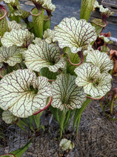 Load image into Gallery viewer, Sarracenia Cronus x (alata "black" x flava "red") Pitcher Plant-Flytrap King