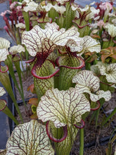 Load image into Gallery viewer, Sarracenia Cronus x (alata "black" x flava "red") Pitcher Plant-Flytrap King