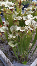 Load image into Gallery viewer, Sarracenia Cronus x (alata "black" x flava "red") Pitcher Plant-Flytrap King