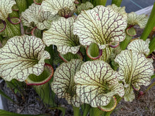 Load image into Gallery viewer, Sarracenia Cronus x (alata "black" x flava "red") Pitcher Plant-Flytrap King