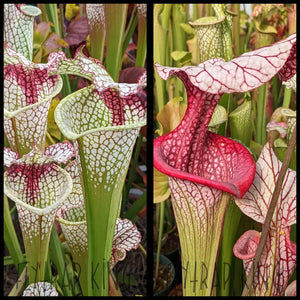 Sarracenia (Cronus x Lunchbox) x ‘Caitrin Claire’ seeds
