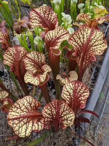 potted plant drag queen Sarracenia 'Dragon Queen' pitcher plant – Flytrap King