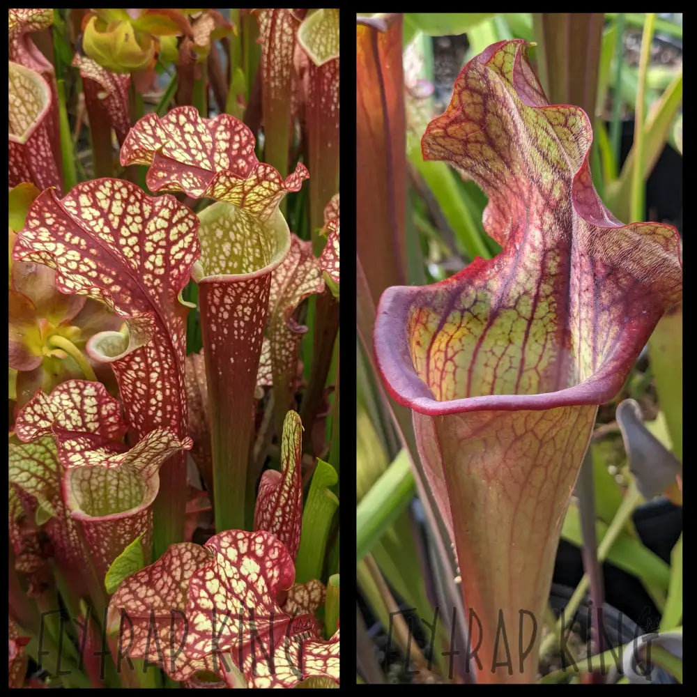 no.172 根菜のダルメシアンとworm Tyranno Sarracenia 'Dragon Queen' x (Bengal Tiger x Redman) seeds