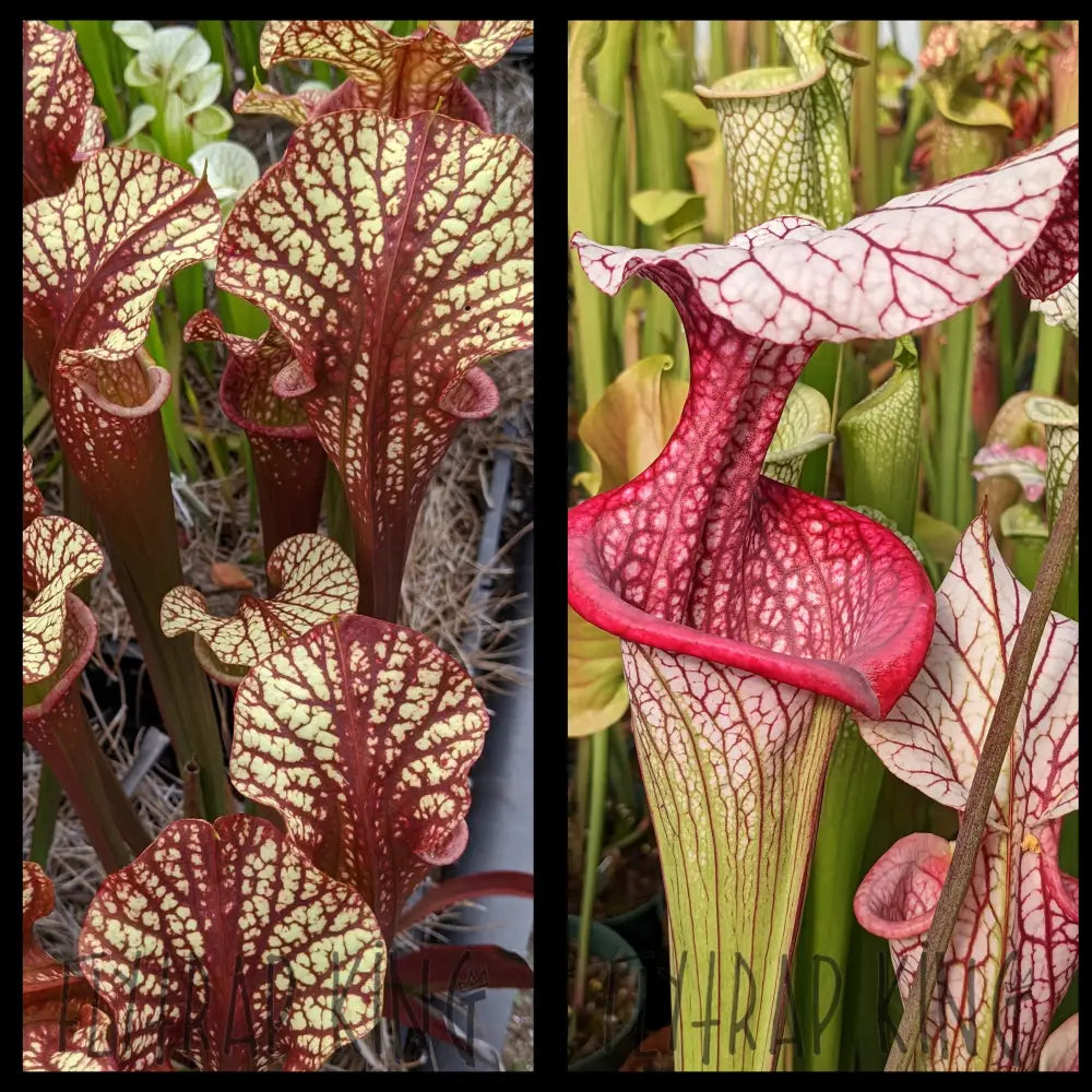 Sarracenia 'Dragon Queen' x 'Caitrin Claire' seeds – Flytrap King