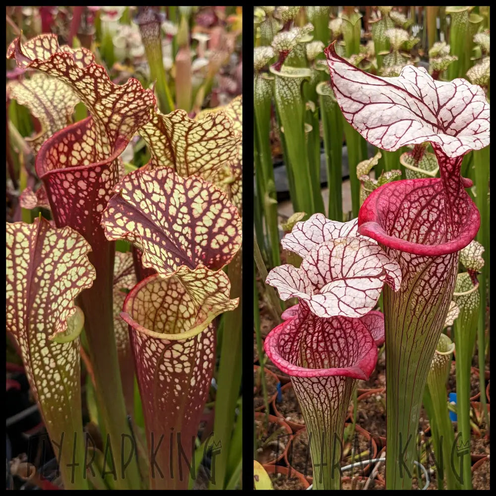 Sarracenia (Dragon Queen x Hawaiian Ice Sibling) x “Caitrin Claire