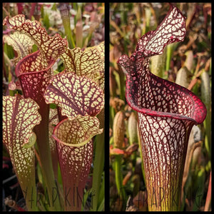 Sarracenia (Dragon Queen x Hawaiian Ice Sibling) x ’The Kraken’ seeds