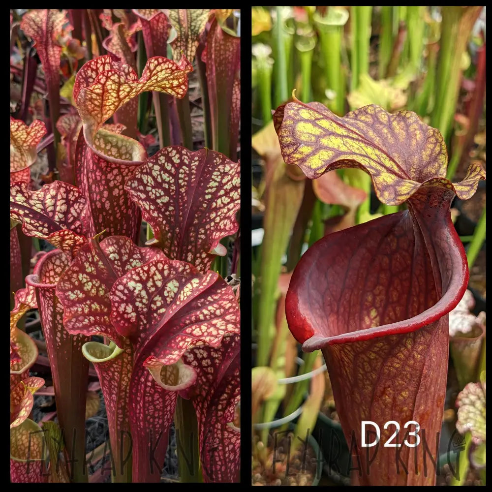 Sarracenia 'Dragon Queen' x (Leah Wilkerson x Royal Ruby) seeds