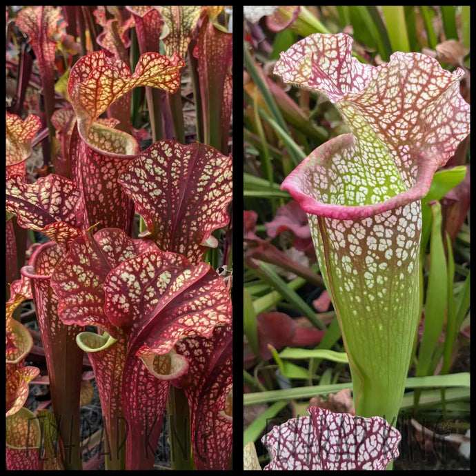 Sarracenia ’Dragon Queen’ x ’Megamouth’ seeds