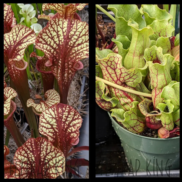 Sarracenia ’Dragon Queen’ x purpurea ’Belly of Blood’ seeds